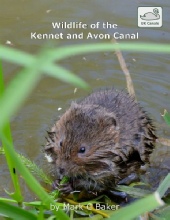 Wildlife of the Kennet and Avon Canal